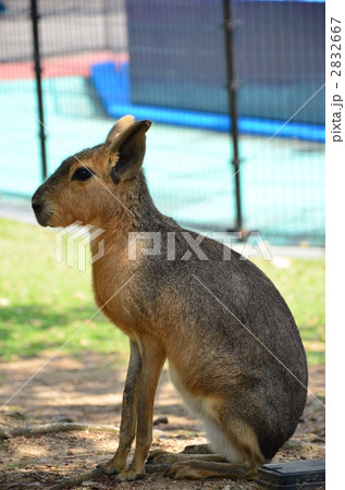 びびりなマーラ 2832667