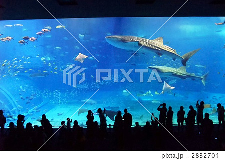 美ら海水族館 2832704