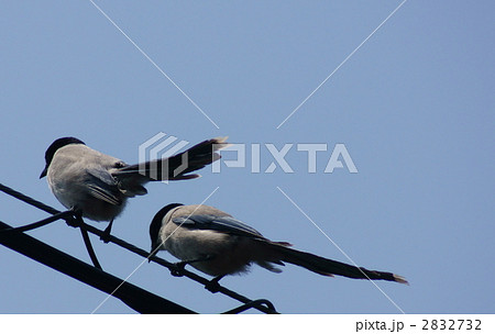 チュルチュル つがいだと愛らしい声の尾長 チュルチュル つがいだと愛らしい声の尾長 2832732