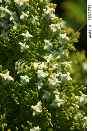 翡翠色の児の手柏の実 2832752