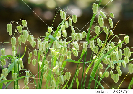 小判草ゆらゆら　小判がザックザク 2832756