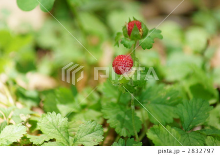 蛇苺　毒がないのに毒苺と言われ・・・ 2832797