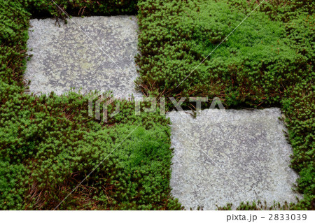 東福寺、市松模様の苔庭 2833039