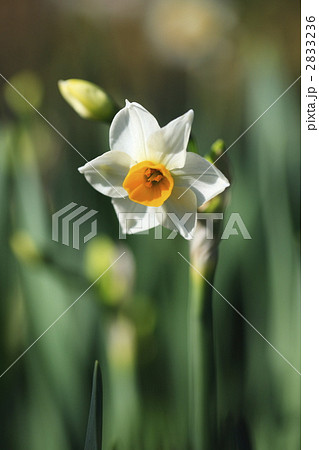 春に咲く花 水仙 春に咲く花 水仙 2833236