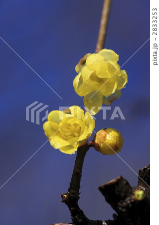 早春に咲く花　ロウバイ 2833253