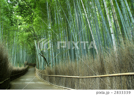 嵯峨野 竹林の道 嵯峨野 竹林の道 2833339