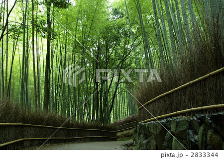 嵯峨野 竹林の道 2833344