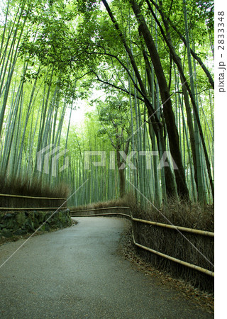 嵯峨野 竹林の道 嵯峨野 竹林の道 2833348
