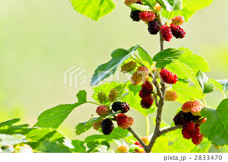 桑の実 桑の実 2833470