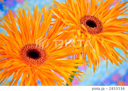 ガーベラ 2833536