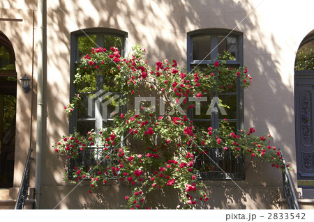 バラが咲き乱れる窓 バラが咲き乱れる窓 2833542