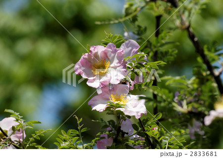 薄いピンク色のサンショウバラと若葉 薄いピンク色のサンショウバラと若葉 2833681