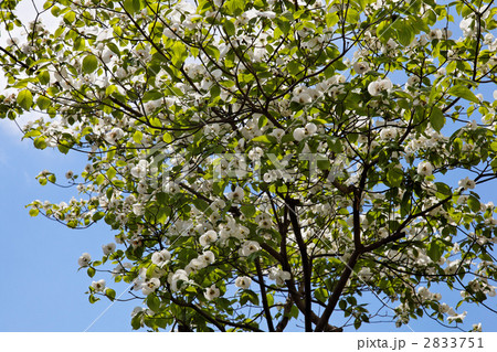 ハナミズキの白い花と若葉 ハナミズキの白い花と若葉 2833751