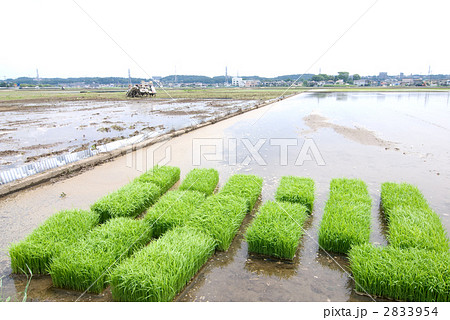 水田と早苗 水田と早苗 2833954