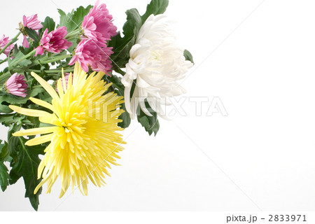 3種類の菊の花 3種類の菊の花 2833971