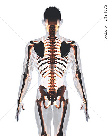 骨格 人体 骨のイラスト素材