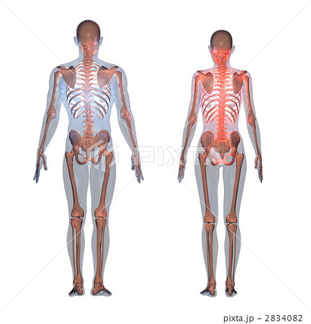 人体 骨格 骨のイラスト素材 240