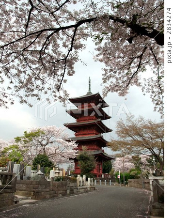 池上本門寺の五重塔 2834274