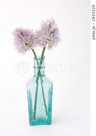 チャイブ チャイブ 2834326