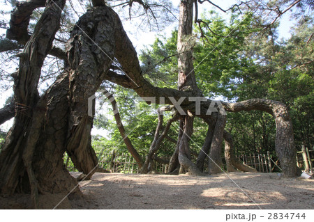 香川県観音寺市琴弾公園内興昌寺山、根上がり松 2834744