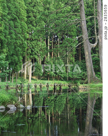 湧水池の水鏡 2835659