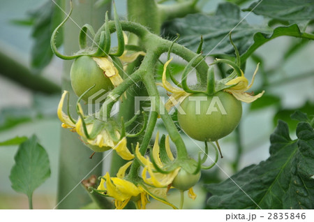 トマト 2835846