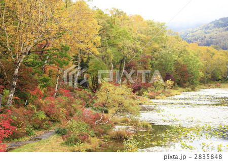 蓮池の紅葉 2835848