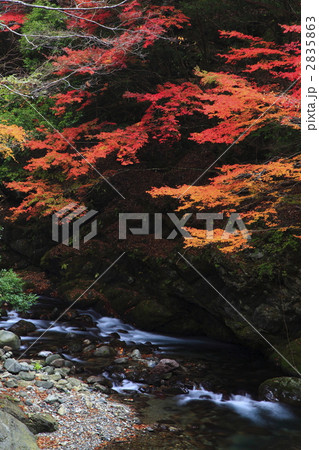 みたらい渓谷の紅葉 2835863