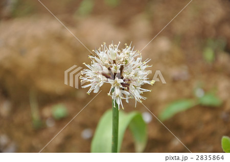 行者にんにく 行者にんにく 2835864