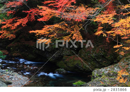 みたらい渓谷の紅葉 みたらい渓谷の紅葉 2835866