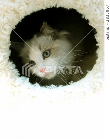 Ragdoll. 2835907