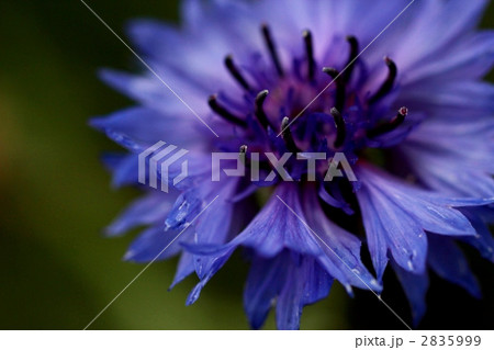 ヤグルマソウ 2835999