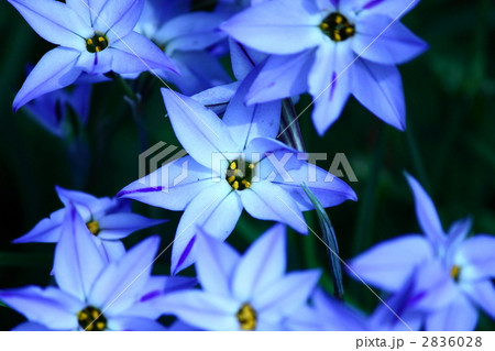 ニラバナ 2836028