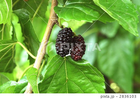 ヤマグワ(果実) ヤマグワ(果実) 2836103