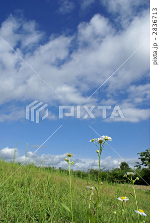 草原のハルシオンと空 2836713
