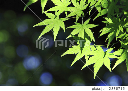 青楓と影 2836716