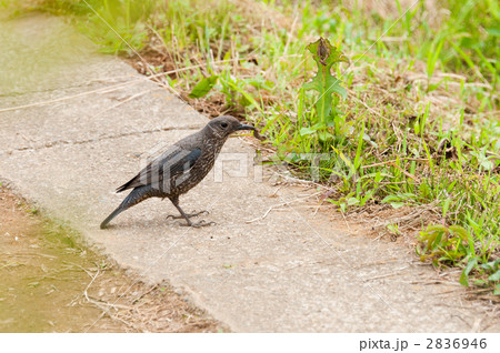 虫を捕まえたイソヒヨドリ 2836946