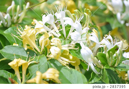 スイカズラの花 2837395