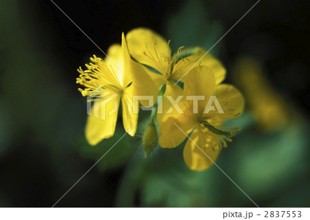 67144　クサノオウ 2837553