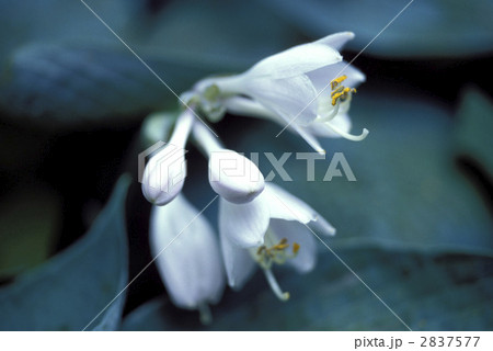 67171　ギボウシ 2837577