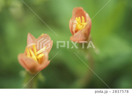 67172　マツヨイグサ 2837578