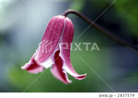 67173　ハンショウズル 2837579