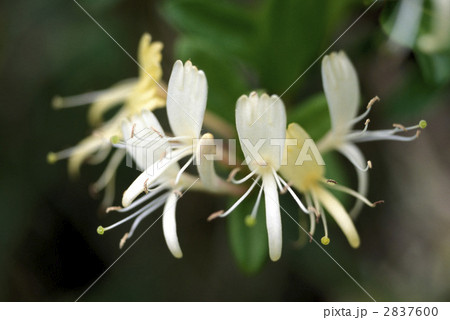 67202　スイカズラ 2837600