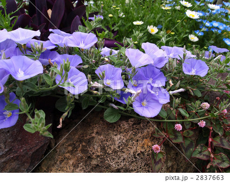 コンボルブルス コンボルブルス 2837663