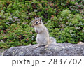 大雪山系シマリス 2837702
