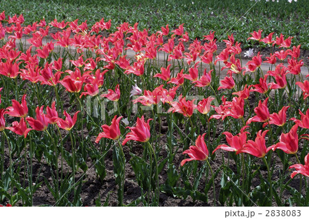 67694 チューリップ 67694 チューリップ 2838083