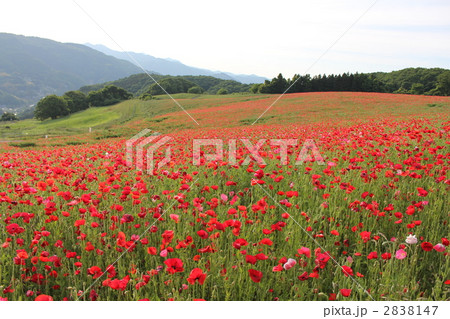 ポピー畑 2838147