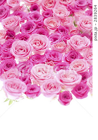 ピンクのバラ 密集 ポップの写真素材