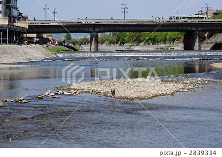 京都鴨川四条大橋-10 京都鴨川四条大橋-10 2839334