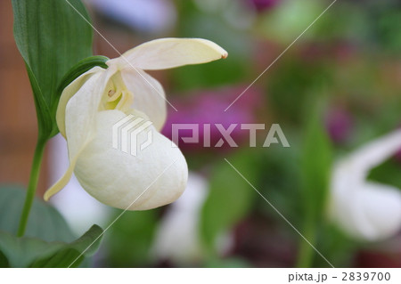 レブンアツモリソウ レブンアツモリソウ 2839700